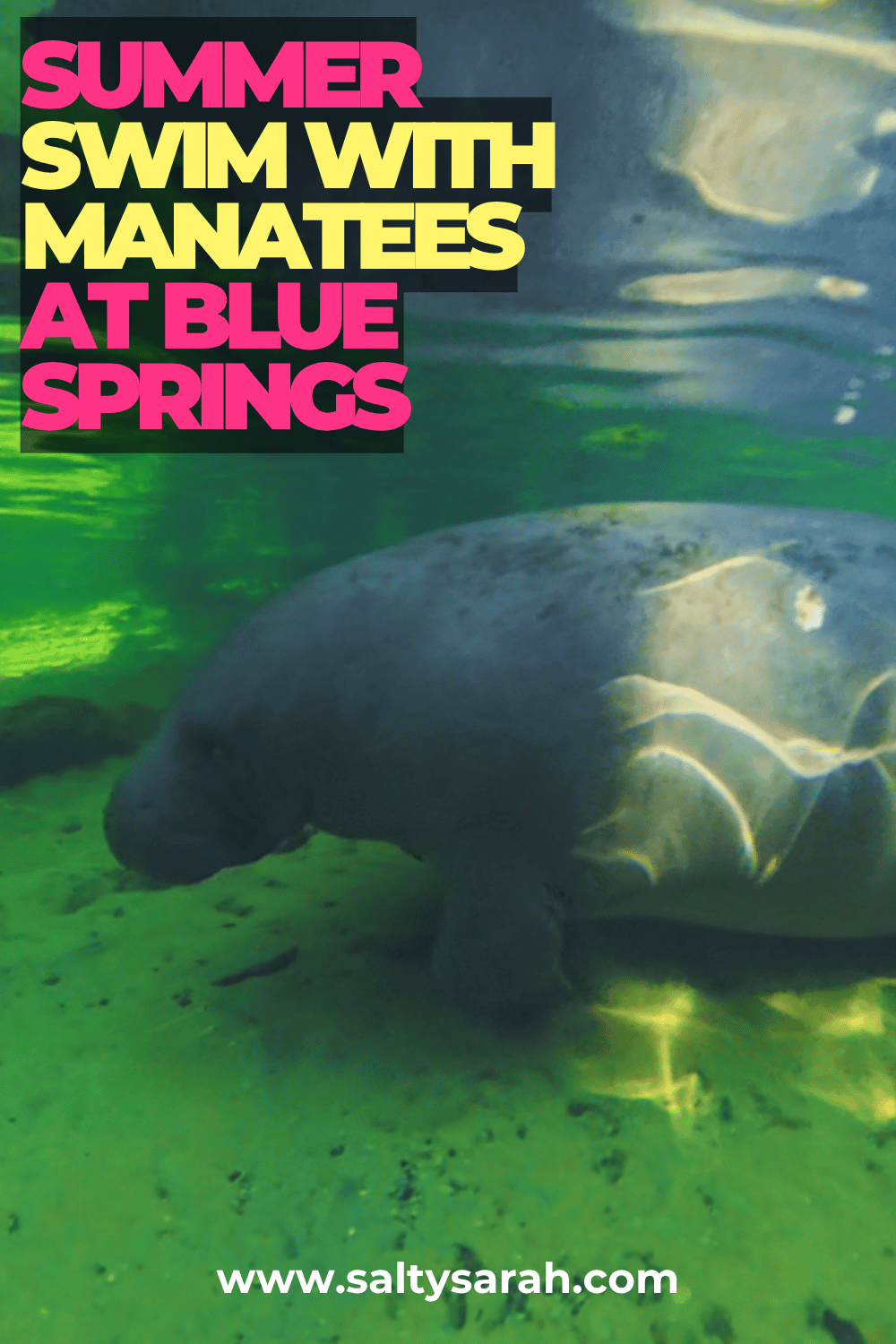 Summer Swim With Manatees at Blue Spring Blog Pinterest Pin-2