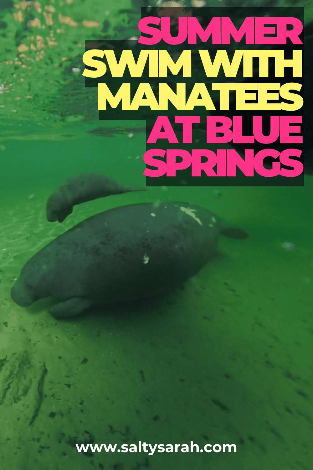 Summer Swim With Manatees at Blue Spring Blog Pinterest Pin