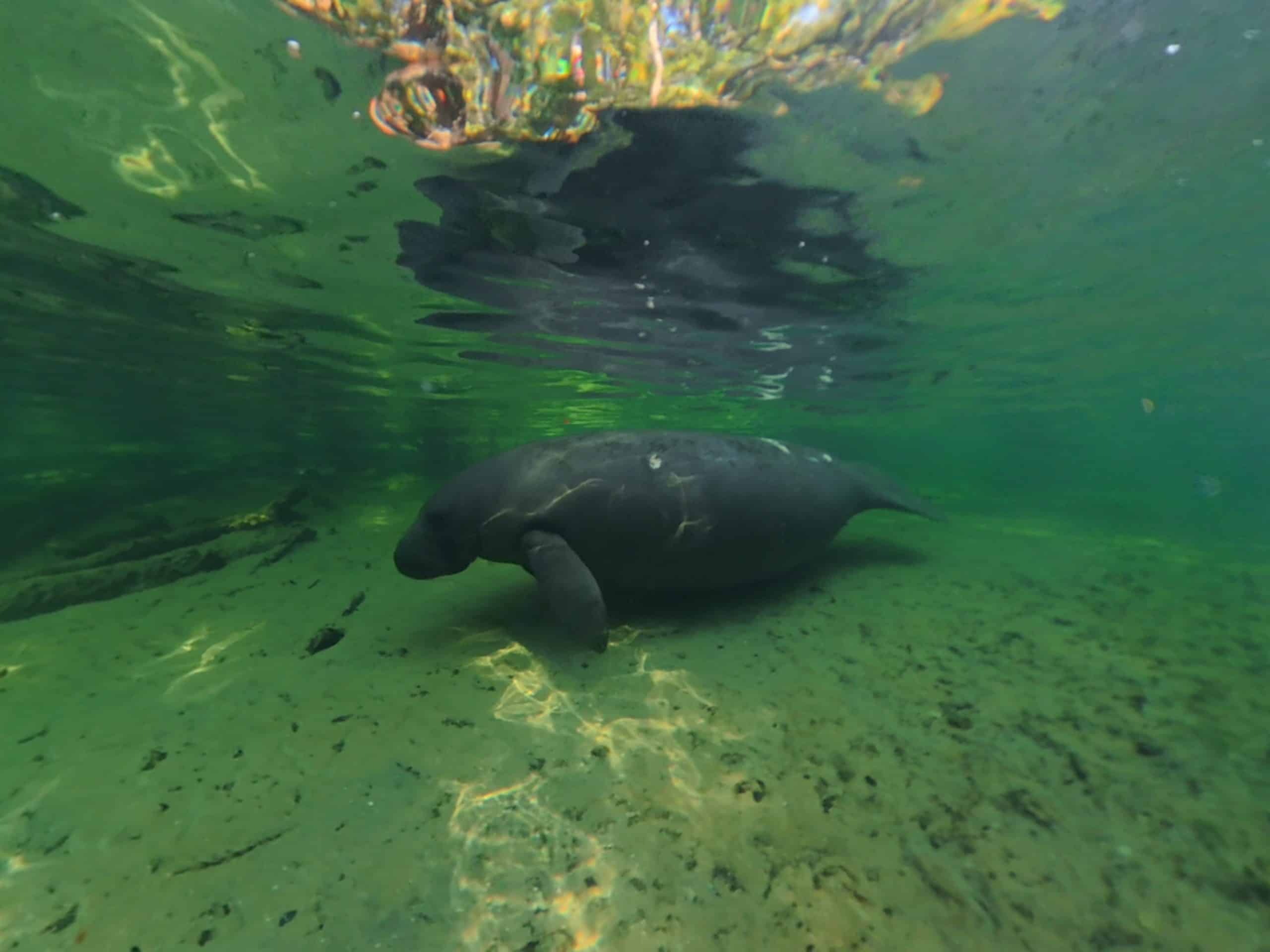 swim with Manatees at Blue Spring State Park in July